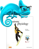 cover image - Elsevier Adaptive Learning for Anatomy and Physiology,8th Edition