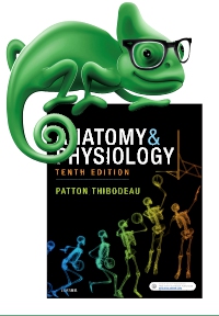 cover image - Elsevier Adaptive Quizzing for Anatomy and Physiology,10th Edition