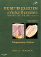 The Netter Collection of Medical Illustrations: Integumentary System, 2nd Edition